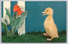Nosey Aren't I Baby Duckling With Red Tulip c1960s Postcard picture