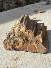 Large Natural Petrified Wood Log- Beautiful 4.6” Fossilized Wood Bark Specimen picture