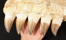 Huge Mosasaurus JAW Bone Fossil with FIVE TOOTH Fossils Morocco 2141gr picture