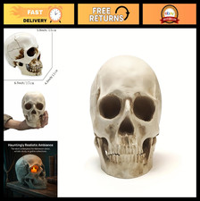Realistic Human Skull Model - 1:1 Anatomical Skeleton for Home Decor & Halloween picture