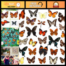 30 Pcs Real Taxidermy Butterfly Specimens for Art & Home Decor - Unique Collecti picture