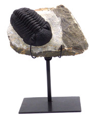 Fossil Trilobite Drotops Megalomanicus Devonian  Morocco Steel Display Stand picture