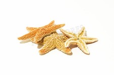 NessaStores- Sugar StarFish Sea Shell Wedding Real Craft 1 - 2