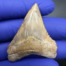Peruvian Chubutensis Shark Tooth RARE 1.95” All Natural picture