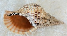 XL 13” Triton's Trumpet Charonia Seashell Natural Conch Shell Beach Decor picture