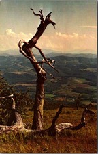 Vintage Postcard - View from Whitetop Mountain, Southwest Virginia picture