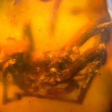 BIG SPIDER in Burmese / Burmite amber fossil / 100% genuine amber  picture