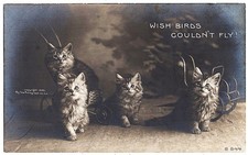 real photo Cat Cats 