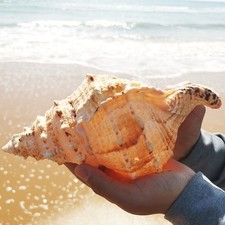 23CM 9inch Natural Aquariums Create Micro-landscapes Large Marine Snail Ornament picture