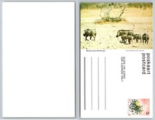SWA South West Africa Warthogs Family Photo Postcard SATOUR Vintage Wildlife picture