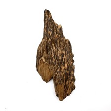 Collective Wild Malaysia Aquilaria Tiger Stripe Agarwood Stumb 西马野生虎斑老板头沉香蓬莱香 picture